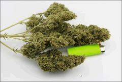 Canna1189
