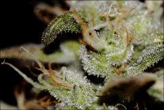 Flo71 22  CBD Somango