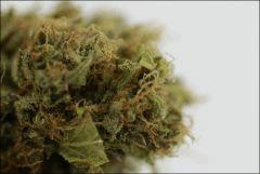Canna1193