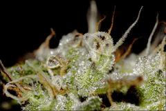 Flo71 23  CBD Somango