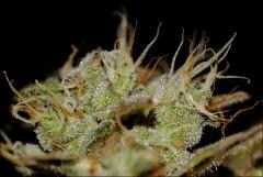 Flo71 21  CBD Somango