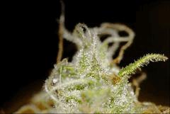 Flo71 19  CBD Somango