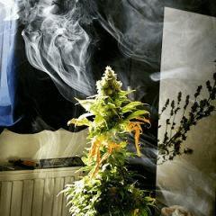 BlueCheese - In - 600w