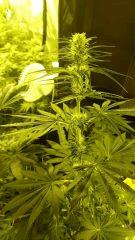 Orange bud 1 - Dutchpassion