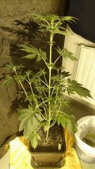 Royal Cookies RQS