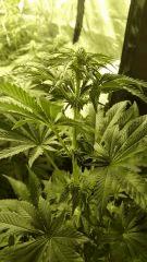 Royal Cookies 1 RQS