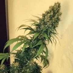 Royal Domina 1 - In - 600w