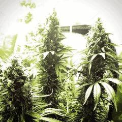 Royal Domina 2 - In -600w