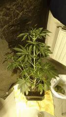 Royal Cookies RQS