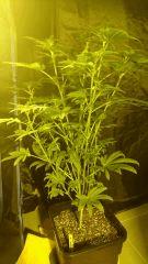 White widow1 RQS