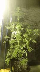 Royal Domina 1 - RQS