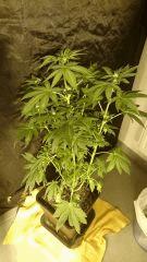 Bubble Kush1 RQS