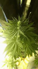 Royal Domina 1 - RQS