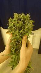 Shining Silver Haze 4