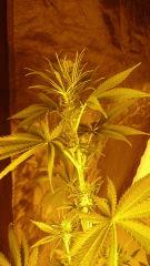 Orange Bud2 Dutchpassion