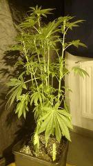 Bubble Kush1 RQS