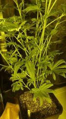 White widow1 RQS