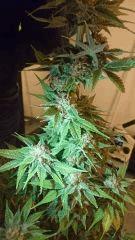 Haze Berry