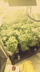 04.04.d36SF9ensboxecoup