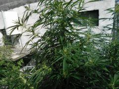 DSCN0302
