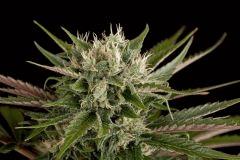 Dinafem Blue Cheese 02 6323 gallery full