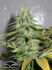 Californian Orange 3 1