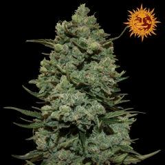 cookies kush 6574 1