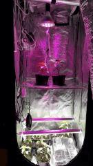 growth tent