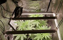 blooming Led Top