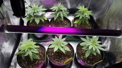 veg30