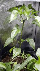 20 Feb chilli flower