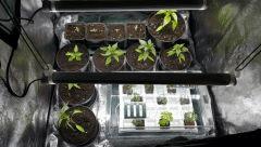 grow space 1