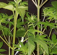 purple stem And Not