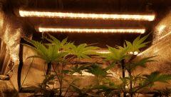 blooming Led bottom