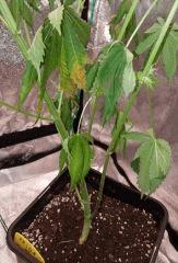overwatering