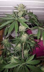 flower48 2