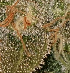 trichomes