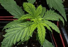 monstroplante