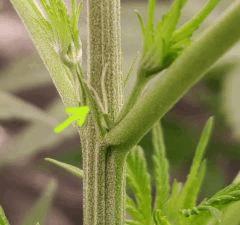 pistil question