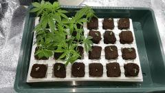 clones seedlings