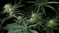 colas