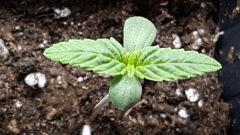 20 Feb NL seedling closeup