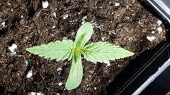 20 Feb doublegum seedling closeup