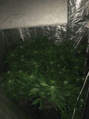 flo2 (Copier)