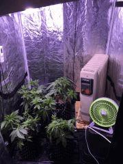 g14