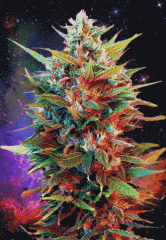 giphy 1