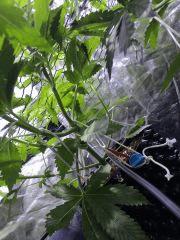 IMG 1519 (Copier)