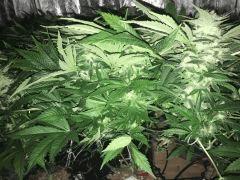 IMG 1816 (Copier)