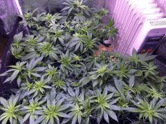 IMG 1508 (Copier)