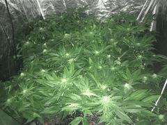 flo4 (Copier)